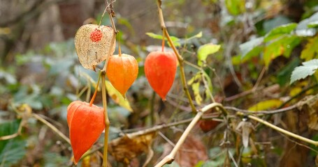 Physalis alkekengi - orange lanterns of physalis alkekengi among green leaves. physalis alkekengi close-up. Exotic fruit on branch. Chinese lantern, ground berry.