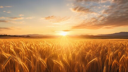 Panoramic view of a wheat field. Beautiful sunset. - obrazy, fototapety, plakaty
