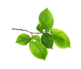 Branch of fresh green elm-tree leaves isolated on white or transparent background