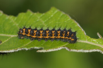 Closeup of a caterpillar of the small emperor moth, Saturnia pavonia on a Willow, Salix leaf