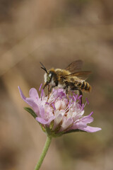 Vertical closeup on a  on a male of the golden-tailed woodborer, Lithurgus chrysurus drinking nectar