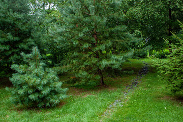 Obraz premium Leisure park area with trees and lawn after rain