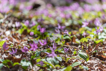 北斗市匠の森のカタクリ