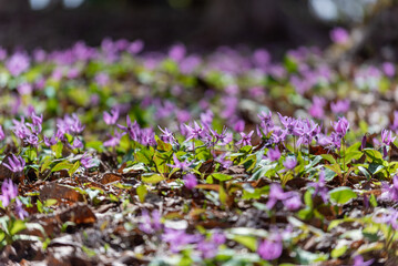 北斗市匠の森のカタクリ