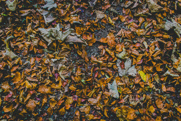 A background texture photograph of fallen autumn leaves on the forest floor. 