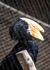 Majestic Black Hornbill (Anthracoceros malayanus) in Malaysian Wilderness