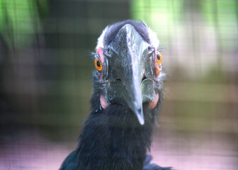 Majestic Black Hornbill (Anthracoceros malayanus) in Malaysian Wilderness