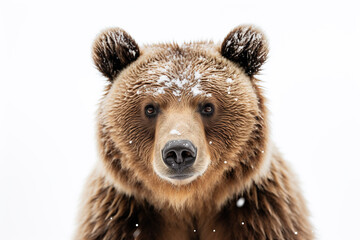 Close up brown bear in snow on a white background