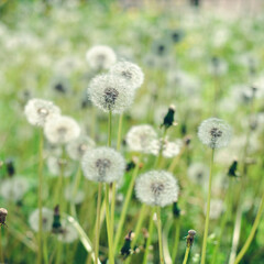 Obraz premium White Dandelion Flowers in Green Grass — Peaceful Summer Nature Background