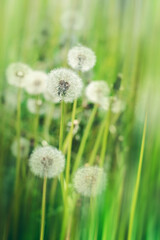 White Dandelions in Green Summer Grass with Motion Blur — Airy Texture and Gentle Movement