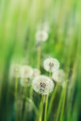 Summer background with motion blur effect white dandelion flowers in green grass.