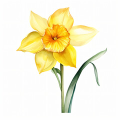 Watercolor daffodil Clipart isolated on white background