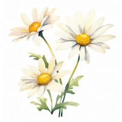 Watercolor daisie flower Clipart isolated on white background