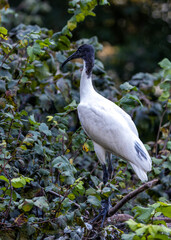 Malagasy Sacred Ibis (Threskiornis bernieri) in Spiritual Splendor