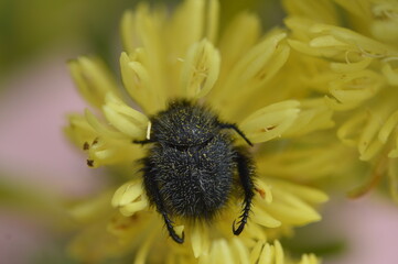 beetle on flower