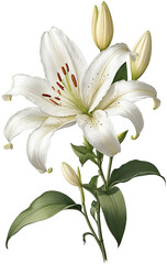 Fototapeta na wymiar 02 white lily