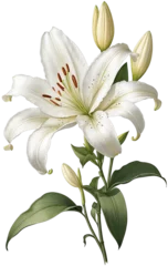  02 white lily © Kunthana