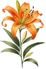 02 orange lily