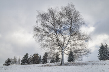 Obraz na płótnie Canvas Snowy trees in winter landscape. The Mala Fatra national park in northwest of Slovakia, Europe.