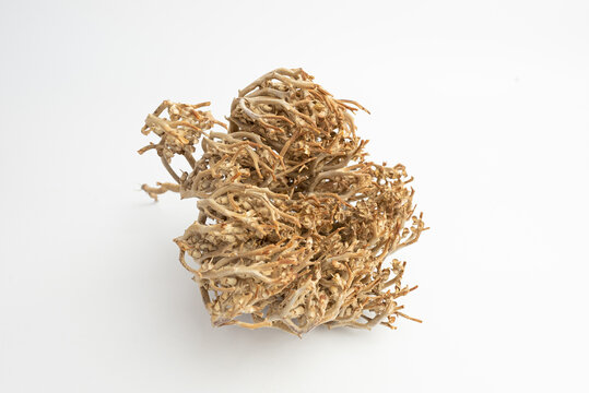Rose of Jericho, Anastatica isolated on a white background