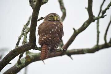 Ferruginous Pygmy owl, Glaucidium brasilianum, Calden forest, La Pampa Province, Patagonia, Argentina.