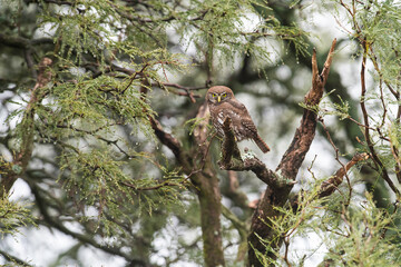 Ferruginous Pygmy owl, Glaucidium brasilianum, Calden forest, La Pampa Province, Patagonia, Argentina.