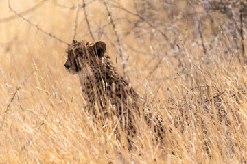 Telephoto show of a cheeta hiding in the bushes in Etosha National Park, Namibia.