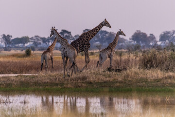 A group of three Giraffes in the Okavango Delta, Botswana. © Goldilock Project