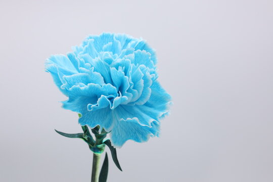 白背景の水色のカーネーションの花