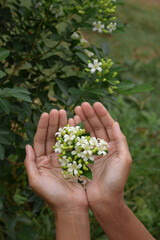 Naklejka na ściany i meble White Murraya paniculata flower in the garden, Hand holding Murraya paniculata flower