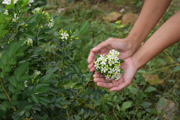 Naklejka na ściany i meble White Murraya paniculata flower in the garden, Hand holding Murraya paniculata flower