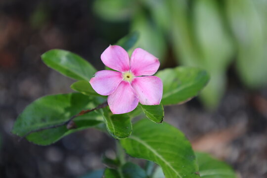 小さなピンク色のニチニチソウの花