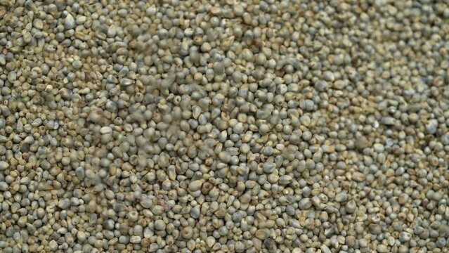 Pearl millet seeds falling .Healthy food concept