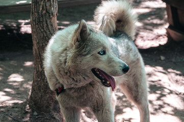 Obraz premium Beautiful Husky dog ​​on the background of the street