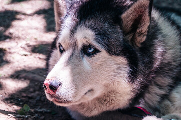 Beautiful Husky dog ​​on the background of the street