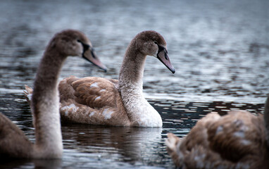 Młode łabędzie w śniegu © Adrian