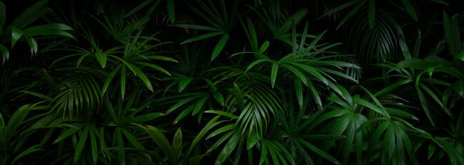 Tropical leaves background in the rainforest