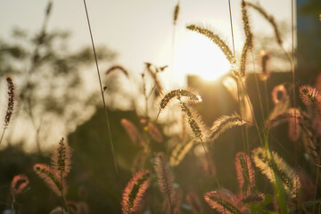wild grass and sunset, backgrounds and wallpapers