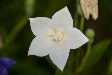 Beautiful white Platycodon grandiflorus flowers in the garden.