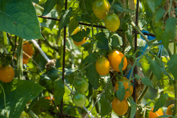 small orange tomatoes in the garden