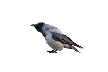 grey raven isolated on white background