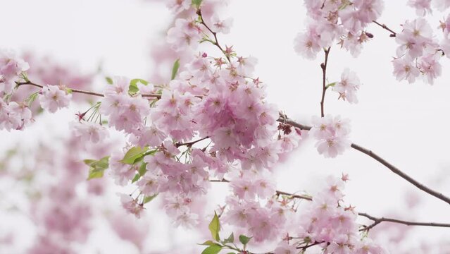 Slow motion of cherry blossom in spring closeup shot