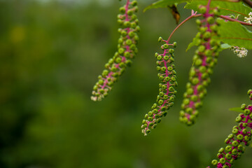 Twig of American pokeweed, Pokeweed Inkberry ( Phytolacca americana ) berries. Phytolaccaceae perennial plants. Berries ripen to a black-purple color in early fall. It is a poisonous plant.