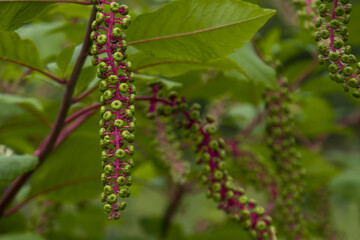 Twig of American pokeweed, Pokeweed Inkberry ( Phytolacca americana ) berries. Phytolaccaceae perennial plants. Berries ripen to a black-purple color in early fall. It is a poisonous plant.