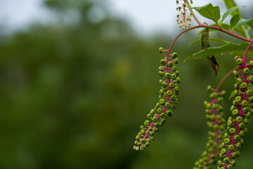 Twig of American pokeweed, Pokeweed Inkberry ( Phytolacca americana ) berries. Phytolaccaceae perennial plants. Berries ripen to a black-purple color in early fall. It is a poisonous plant.