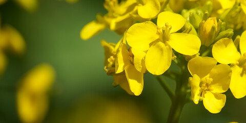 Blossomed yellow mustard flower in the agricultural field close up shot with selective view	