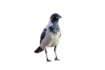grey raven isolated on white background