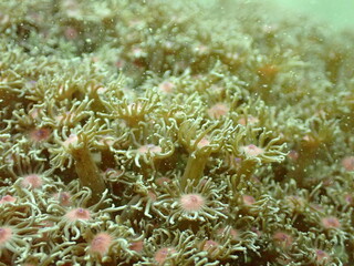 表面が触手状になったサンゴの仲間のアップ