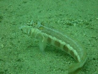 海の砂地に生息するトラギス属の魚