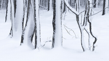 Trees covered with snow and ice. Abstract winter landscape trees details. Winter background
